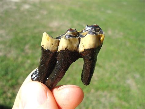 Fully Rooted Llama Molar | Artiodactyl | FOSSILS | Prehistoric Florida