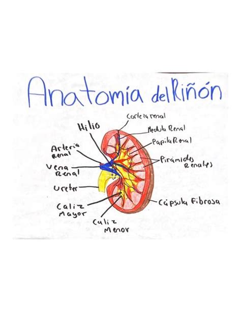 Anatomía del Riñón