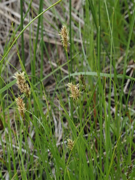 True Sedges From Thompson Nicola British Columbia Canada On May 28