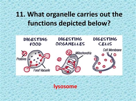 Test Yourself How Well Do You Know The Cell Unit For The Quiz Ppt