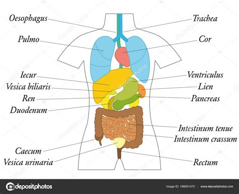 Internal Organs Latin Terms Anatomy Chart Stock Illustration by ©Furian ...