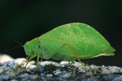 Green Things 100 Things That Are Green In Nature • Colors Explained