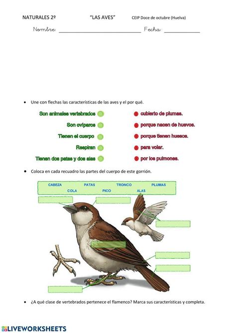 Exercicios Sobre Aves - Las aves | Free Interactive Worksheets | 107019