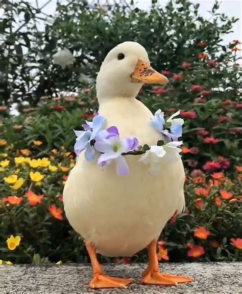 pet duck portrait funny animal pic duck gift duck photo character cute