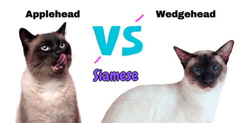 Applehead Vs Wedgehead Siamese Cats Exploring The Differences