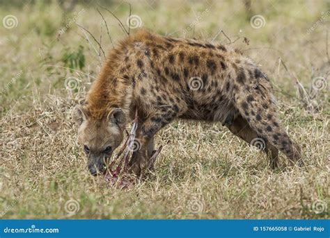 Hyena eating, Africa stock photo. Image of africa, kruger - 157665058