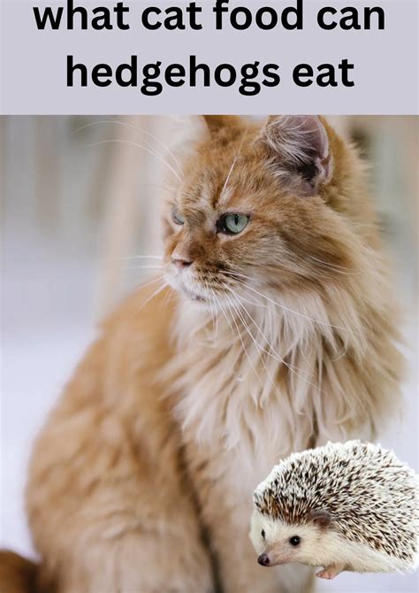 What Cat Food Can Hedgehogs Eat A Comprehensive Guide Cats NINO