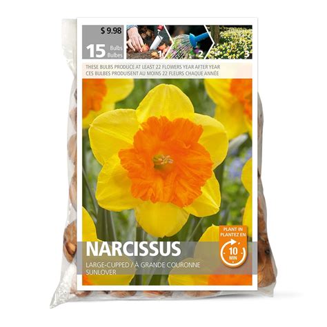 Bulbs are Easy Narcissus Large-Cupped Flower Bulbs (15-Pack) | The Home ...