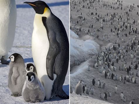 Satellites discover hidden emperor penguin colonies in Antarctica | LaptrinhX / News