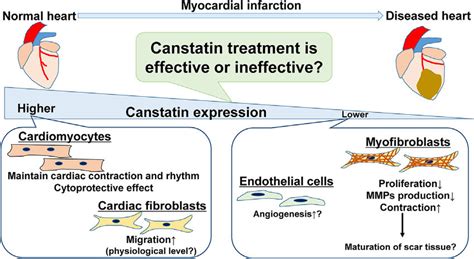 Proposed Roles Of Canstatin In The Normal Or Diseased Hearts Canstatin