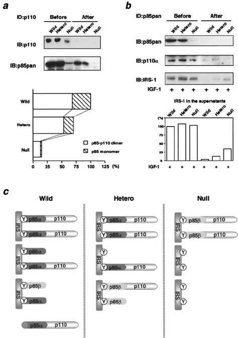 Molecular Balance Among P85 Regulatory Subunits P110 Catalytic