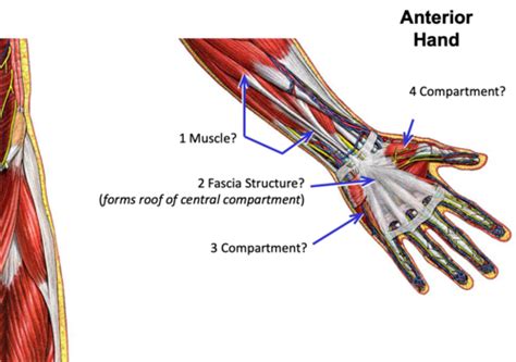 Intrinsic Muscles Of The Hand Flashcards Quizlet