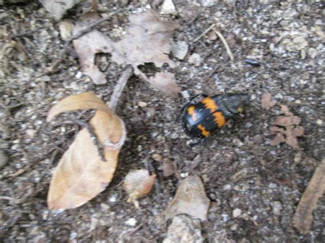 Tomentose Burying Beetle Project Noah