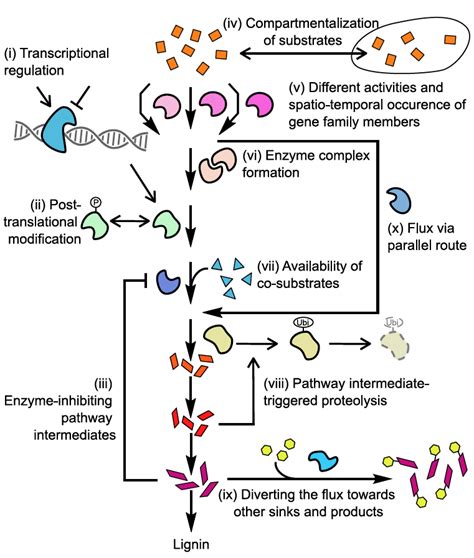 Schematic Overview Of Multiple Levels Of Lignin Pathway Regulation In