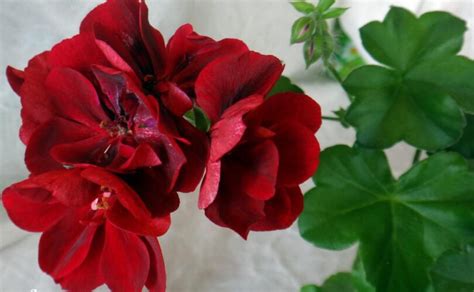 Плющелистная пеларгония Atlantic Red Velvet