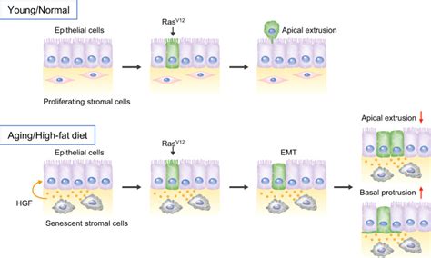 Hepatocyte Growth Factor Derived From Senescent Cells Attenuates Cell