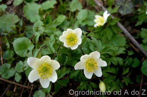 Zawilec Gajowy Anemone Nemorosa Uprawa I Piel Gnacja Az Ogrodnictwo