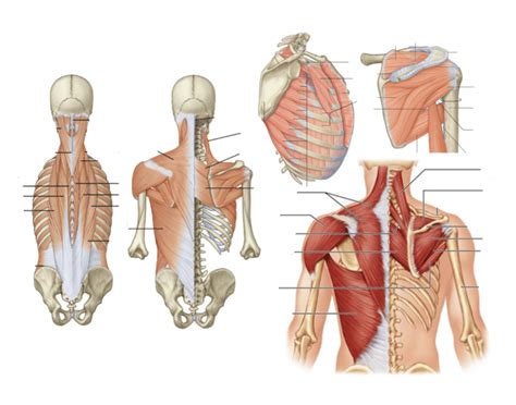 Muscles of the Back and Shoulder (Anatomy 3300) Quiz