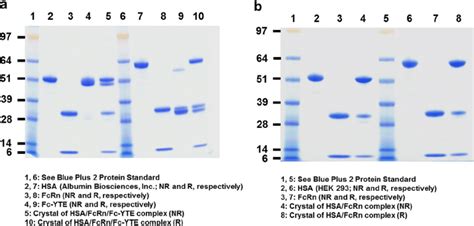 Sds Page Profile Under Reducing R And Non Reducing Nr