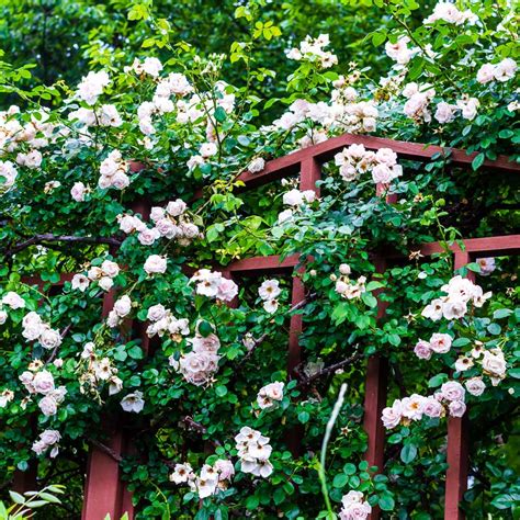 Rose - New Dawn Climbing Rose - Sugar Creek Gardens