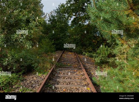 Old Unused Railway Tracks Railway Tracks Overgrown By Trees Stock Photo