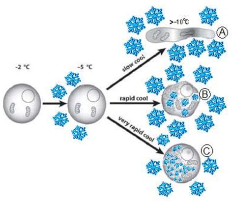 Figure From Antifreeze Proteins Enhance Survival Of Cells In