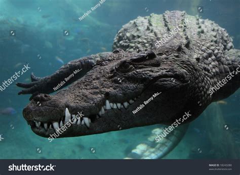 Crocodile Underwater Stock Photo 18243280 : Shutterstock