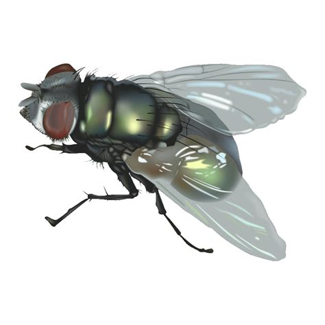 Horsefly Png Images Transparent Hd Photo Clipart In 2022 Photo