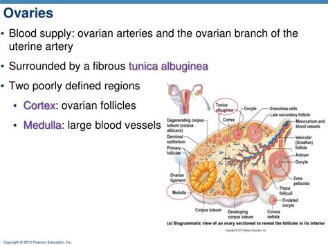 Ppt Female Reproductive System Powerpoint Presentation Id6147501