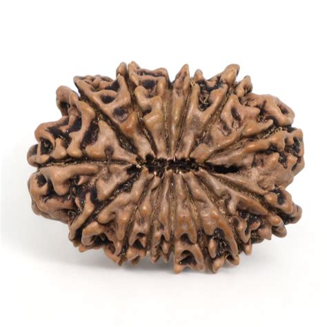 14 Mukhi Rudraksha Nepal 28 33mm 3 75g Fourteen Face Bead