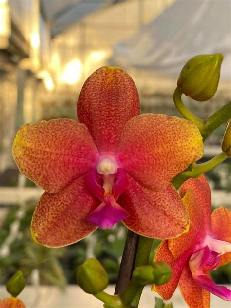 Phalaenopsis Sunset Orange Bronze Buddha Giulio Celandroni Orchidee