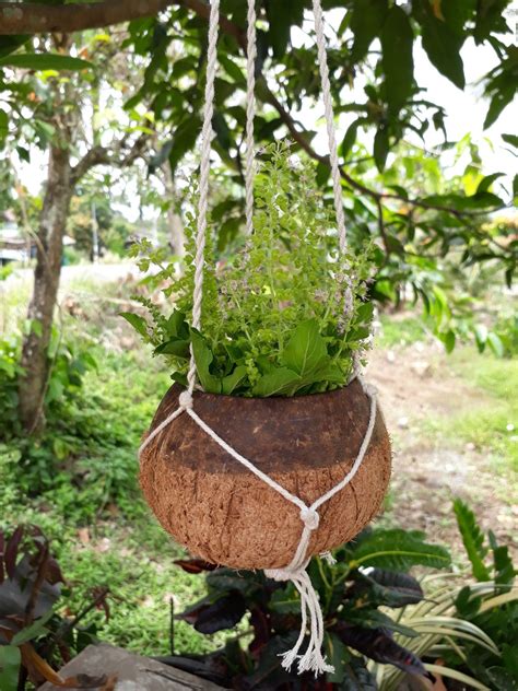 Diy Two Tone Natural Coconut Shell Hanging Planter Pot Etsy