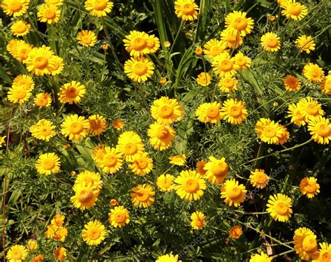 Cota Tinctoria Anthemis Tinctoria Golden Rays Una Planta De Flores