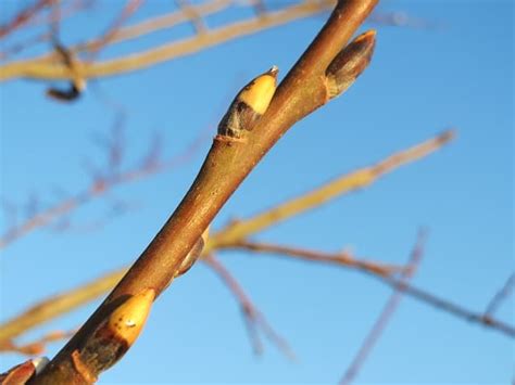 How To Grow Pussy Willows Tree Happy Diy Home