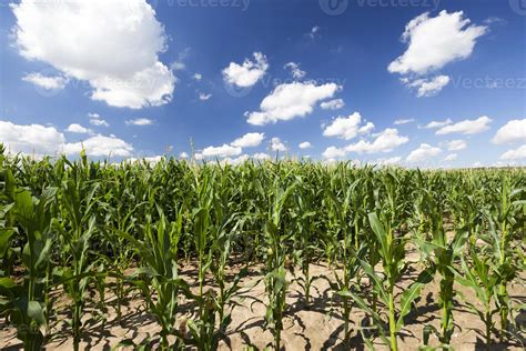 Corn Green Field 9710057 Stock Photo At Vecteezy