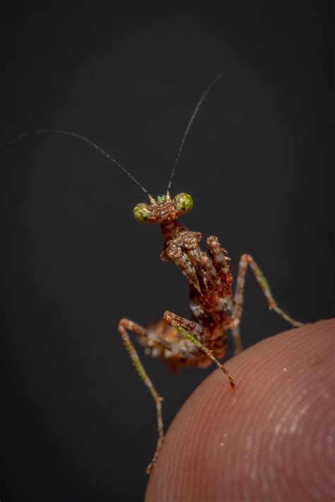 Majangella Moultoni Moss Mantis Female L 3 Rmantids