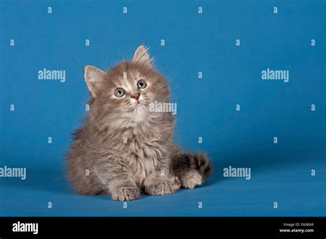 Siberian Forest Cat, kitten Stock Photo - Alamy