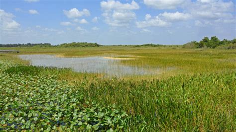 Descubre los increíbles hábitats de Florida que te dejarán sin aliento