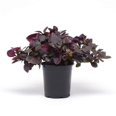 Alternanthera Purple Prince - Les Serres Caron