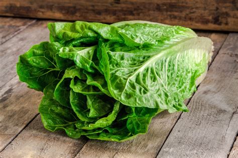 Cultivo Y Beneficios De La Lechuga De Roble Huerto En Casa