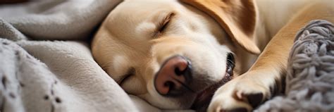 how to tell if dog lump is cancer