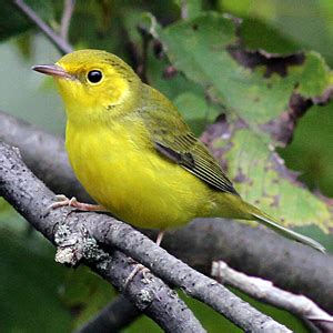 Hooded Warbler female JWM_3003_ac_r | Bird Academy • The Cornell Lab