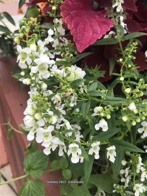 Summer Snapdragon Angelonia Angustifolia Archangel White Garden Org