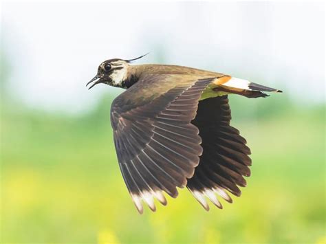 What Is The National Bird Of Ireland