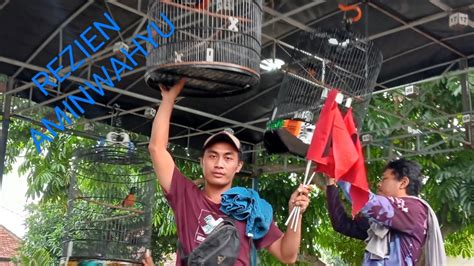 GANTANGAN JANGKAR BC BURUNG MURAI GEMBUNG BRSATU YouTube