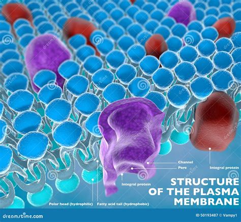 Structure Of The Plasma Membrane Stock Illustration - Image: 50193487