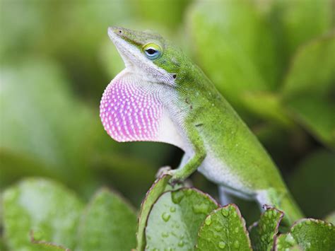 Green Anole - Animal Of The Day