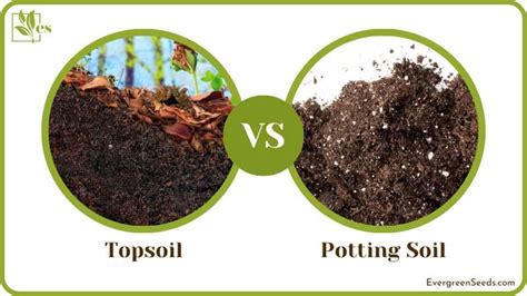 Topsoil Vs Potting Soil Which One Should You Invest In Evergreen Seeds