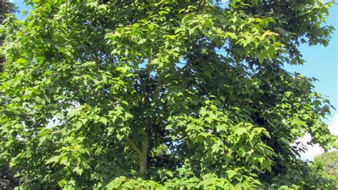 Liquidambar Formosana Monticola Group Treeebb Online Tree Finding