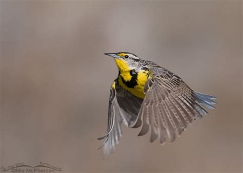 Western Meadowlark On The Wing Mia Mcpherson S On The Wing Photography